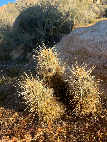 iNaturalist observation photo of Engelmann's hedgehog cactus