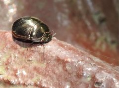 Brachyplatys punctipes