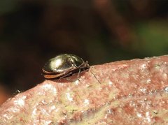 Brachyplatys punctipes