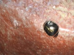 Brachyplatys punctipes