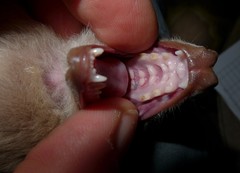 Epomophorus crypturus