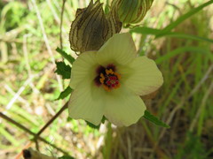 Hibiscus richardsonii