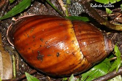 Megalobulimus ovatus