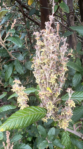 Tainui (Pomaderris apetala)