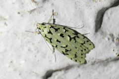 Izatha peroneanella