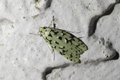 Izatha peroneanella