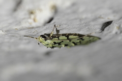Izatha peroneanella