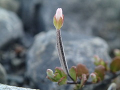 Epilobium microphyllum