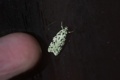 Izatha peroneanella