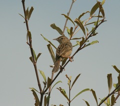 Cisticola cherina