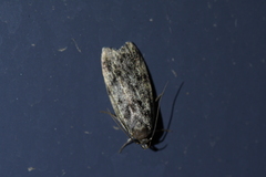 Barea codrella
