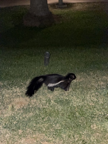 Hooded Skunk observed by phil1992