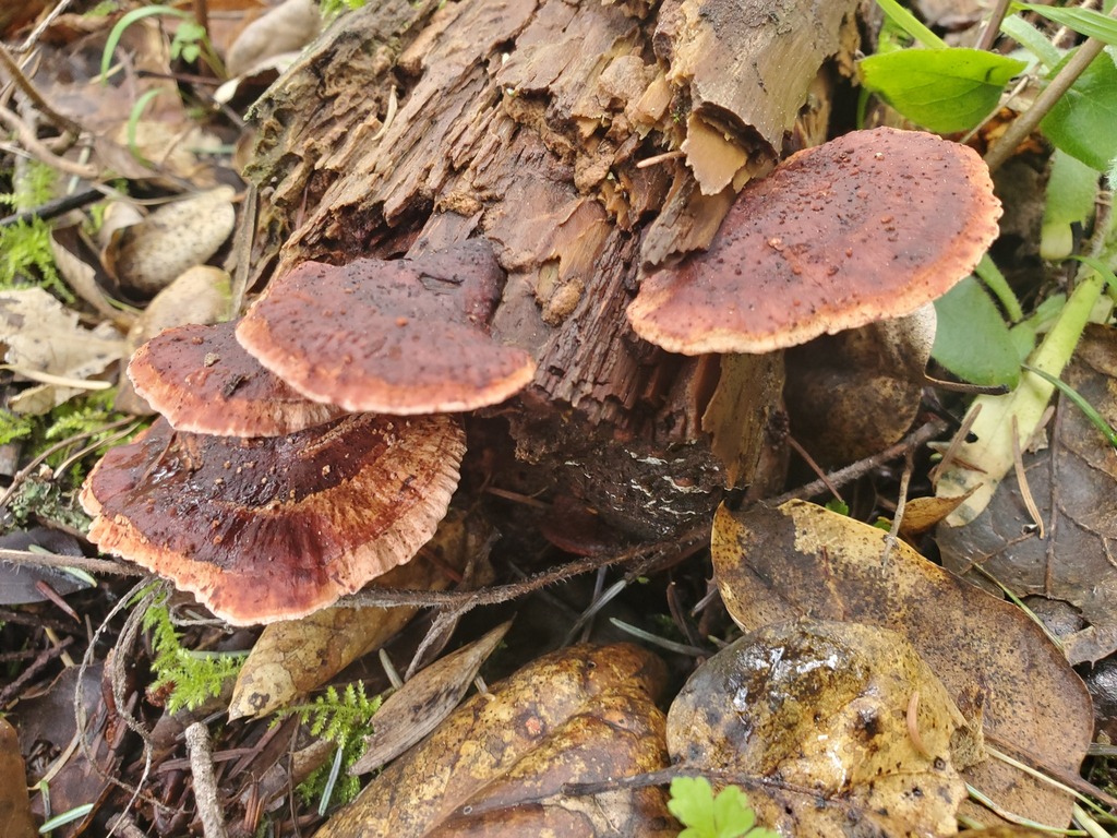 Fomitopsis cajanderi · February 2026 · photo: © arlenedevitt (iNaturalist, cc-by)