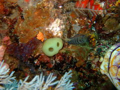 Clavelina arafurensis