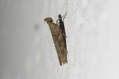 Eutorna phaulocosma