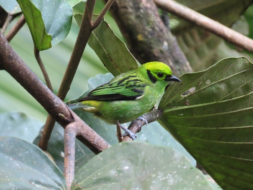 Emerald Tanager (Tangara florida), photo 8