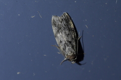 Barea codrella