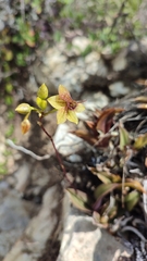 Trichoceros antennifer