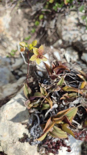 Trichoceros antennifer, photograph 2