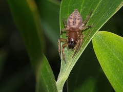 Clubiona elaphines
