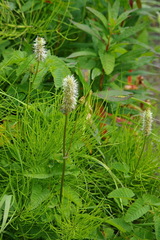 Sanguisorba stipulata
