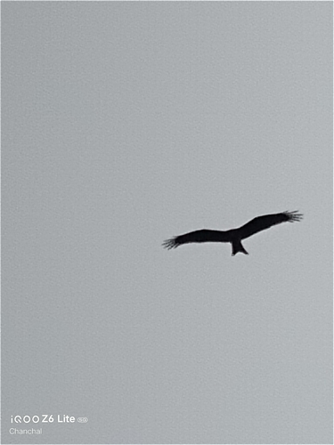 Black Kite