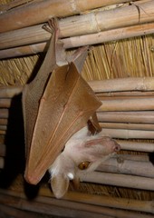 Epomophorus crypturus