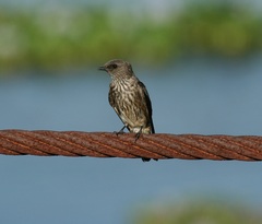 Phedina borbonica