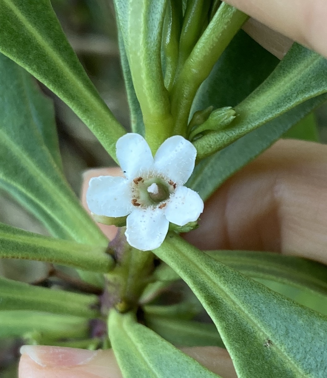 Hybrid Australian Ngaio (Myoporum aff)