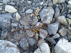 Epilobium microphyllum