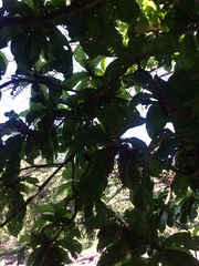Sterculia stipulata