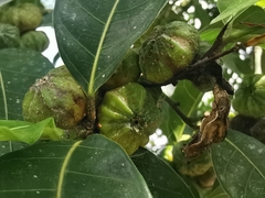 Ficus septica
