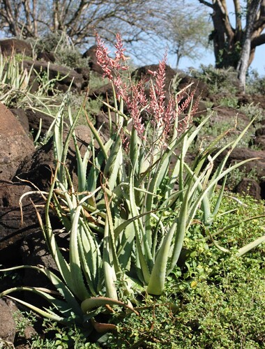 Aloe secundiflora