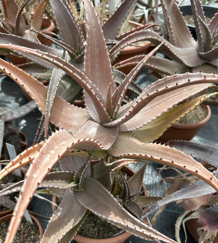 Aloe secundiflora