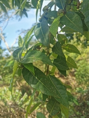 Ficus septica