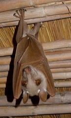 Epomophorus crypturus