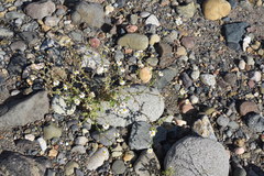 Amauria rotundifolia