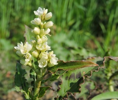 Persicaria barbata