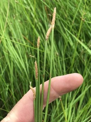 Eleocharis limosa