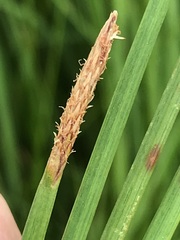 Eleocharis limosa