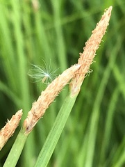 Eleocharis limosa