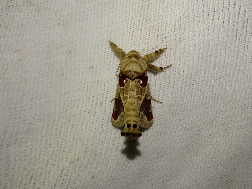 Hypopta superba