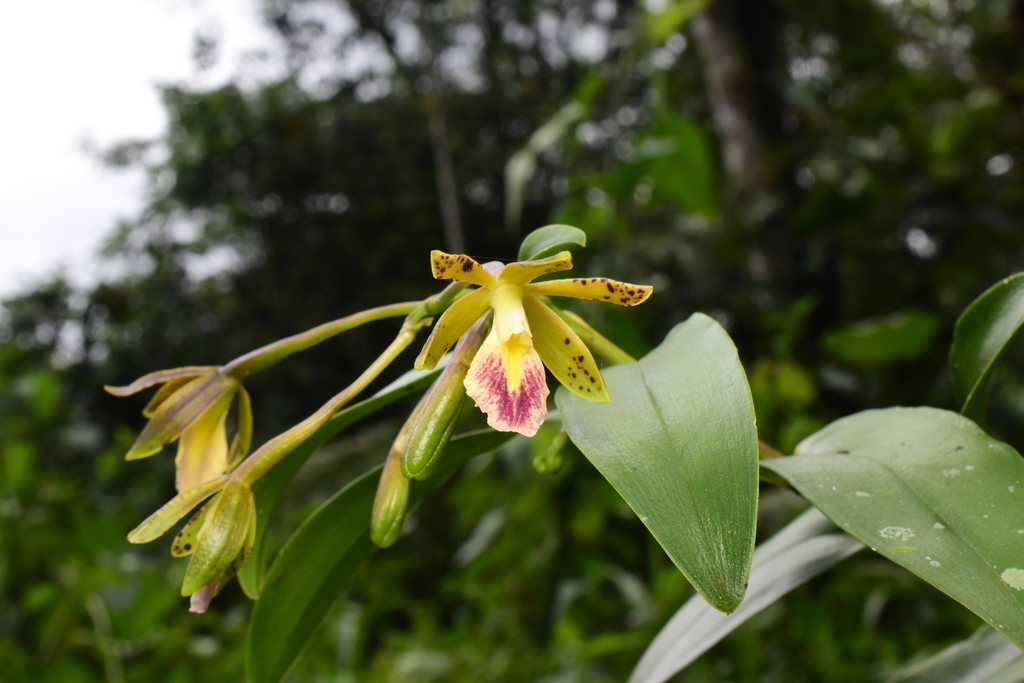 Epidendrum medinae Dodson