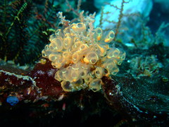 Clavelinidae
