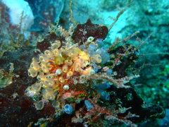 Clavelinidae