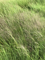 Agrostis eriantha