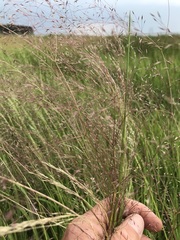 Agrostis eriantha
