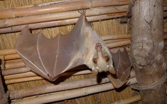 Epomophorus crypturus