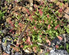 Rumex bucephalophorus