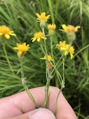Senecio laevigatus